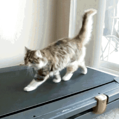 tone-it-up-cat-on-treadmill
